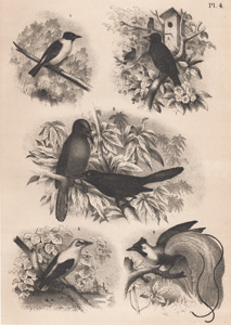 The Soffre, The Common Starling, The Long-tailed Lustre Star, The Golden Oriole, The Ruby
